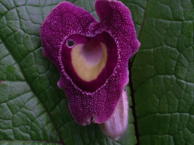 Aristolochia foetida, photographed by Arturo Castro Castro