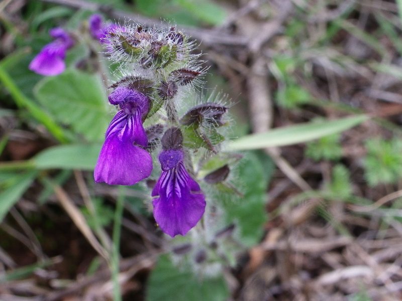 Salvia veronicifolia, photographed by Arturo Castro Castro