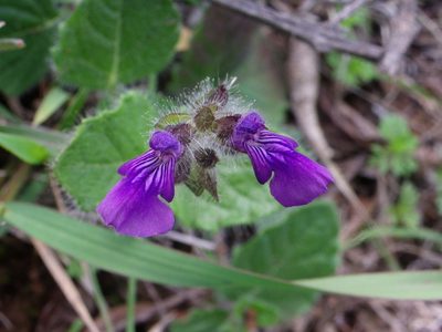 Salvia veronicifolia, photographed by Arturo Castro Castro