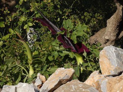 Dracunculus vulgaris, photographed by Yves Bas