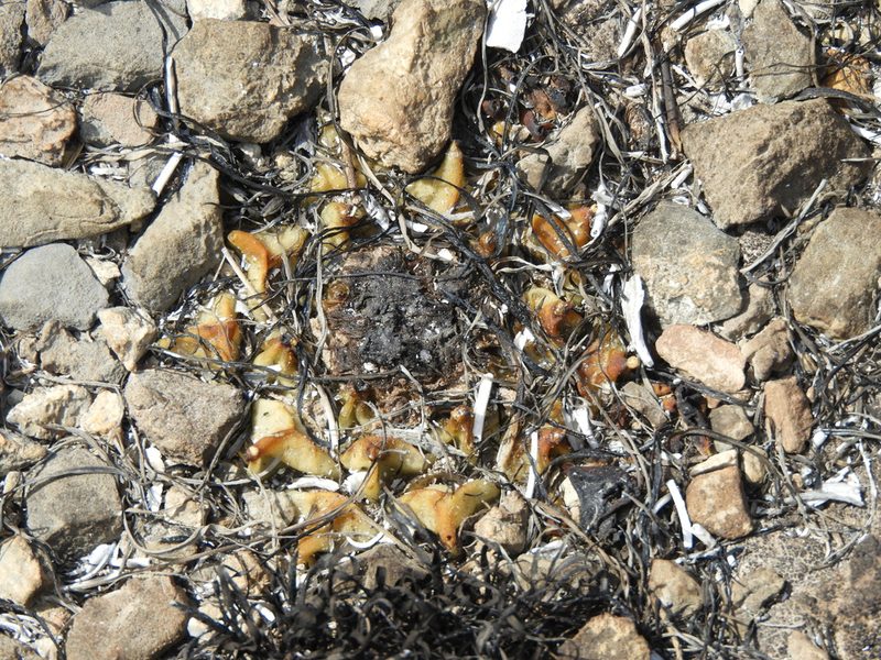 Ariocarpus retusus, photographed by Leticia Jiménez Hernández