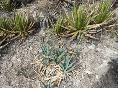 Hemiphylacus latifolius, photographed by Leticia Jiménez Hernández