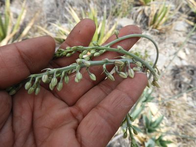 Hemiphylacus latifolius, photographed by Leticia Jiménez Hernández