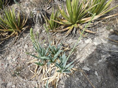 Hemiphylacus latifolius, photographed by Leticia Jiménez Hernández