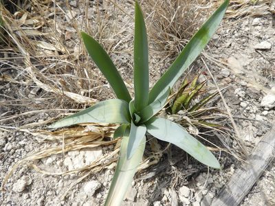 Hemiphylacus latifolius, photographed by Leticia Jiménez Hernández
