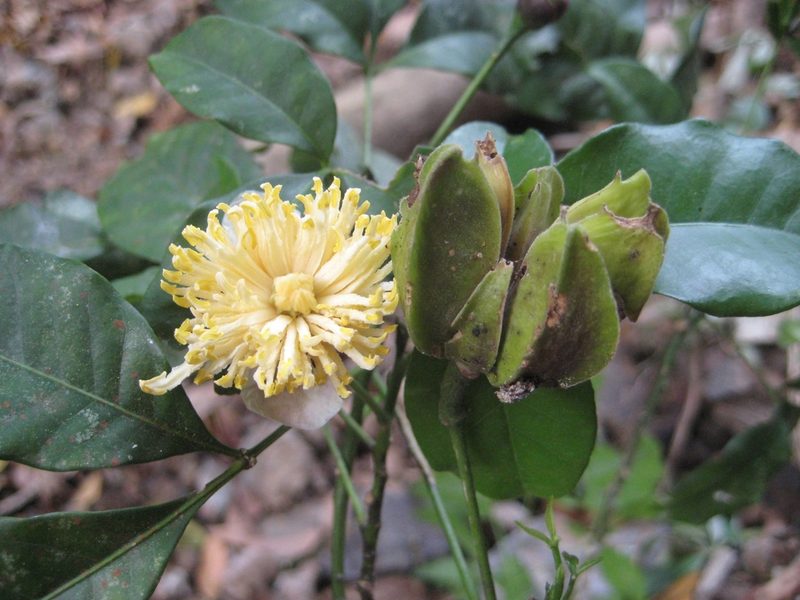 Peltostigma pteleoides, photographed by Arturo Castro Castro