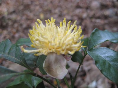 Peltostigma pteleoides, photographed by Arturo Castro Castro