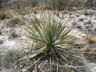Dasylirion cedrosanum, photographed by Leticia Jiménez Hernández