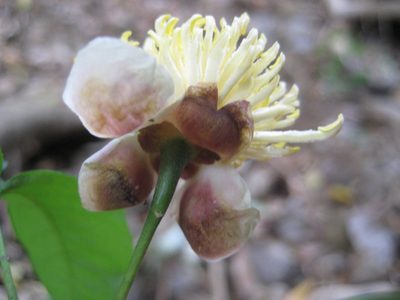 Peltostigma pteleoides, photographed by Arturo Castro Castro