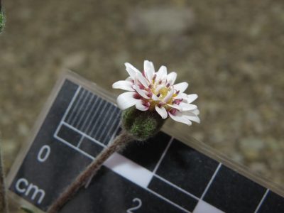 Leucheria millefolium, photographed by Nicolás Lavandero