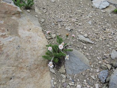 Leucheria millefolium, photographed by Nicolás Lavandero