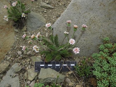 Leucheria millefolium, photographed by Nicolás Lavandero