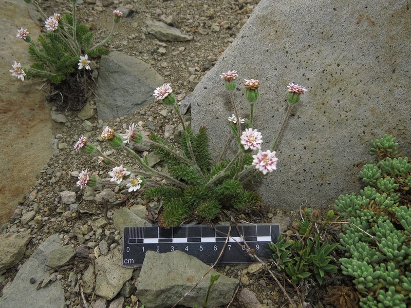Leucheria millefolium, photographed by Nicolás Lavandero