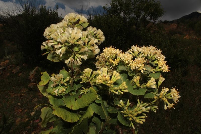 Acourtia durangensis, photographed by Arturo Castro Castro