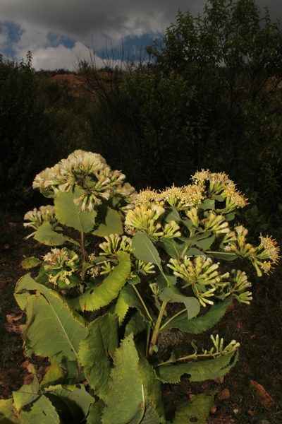 Acourtia durangensis, photographed by Arturo Castro Castro