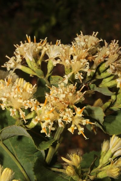 Acourtia durangensis, photographed by Arturo Castro Castro