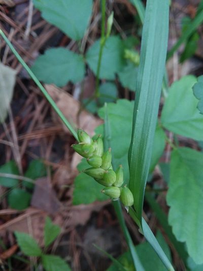 Carex flaccosperma, photographed by Will McFarland