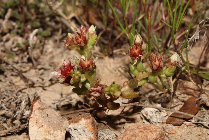 Sedum napiferum, photographed by Arturo Castro Castro