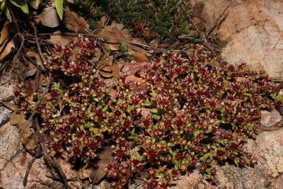 Sedum napiferum, photographed by Arturo Castro Castro