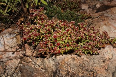 Sedum napiferum, photographed by Arturo Castro Castro