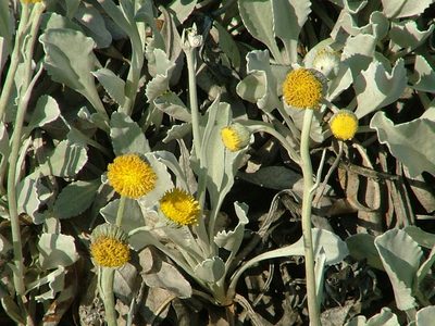 Senecio gilliesii, photographed by Guillermo Debandi