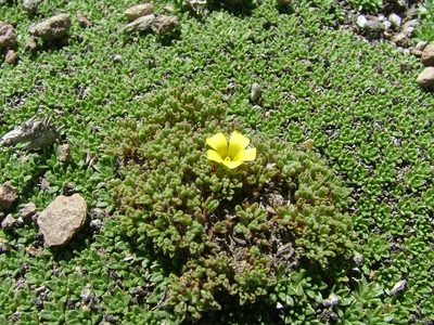 Oxalis erythrorhiza, photographed by Guillermo Debandi