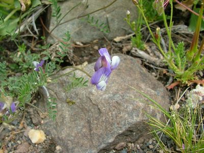 Astragalus cruckshanksii, photographed by Guillermo Debandi