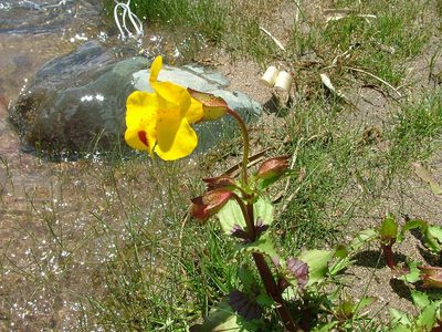 Erythranthe lutea, photographed by Guillermo Debandi