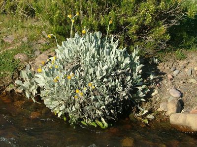 Senecio gilliesii, photographed by Guillermo Debandi
