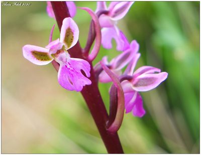 Orchis patens, photographed by Aissa Djamel Filali