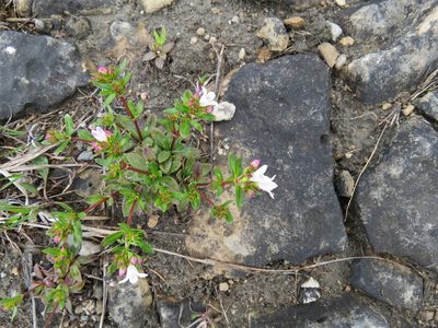 Houstonia canadensis, photographed by Howard Williams
