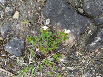 Houstonia canadensis, photographed by Howard Williams