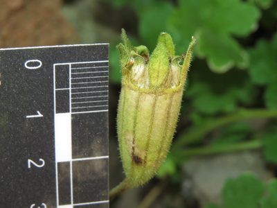Grausa lateritia, photographed by Nicolás Lavandero
