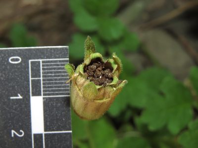 Grausa lateritia, photographed by Nicolás Lavandero