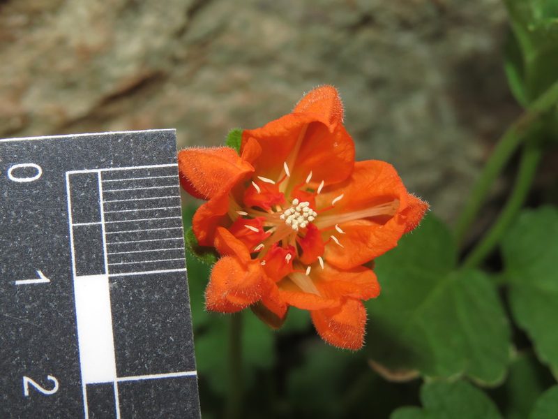 Grausa lateritia, photographed by Nicolás Lavandero