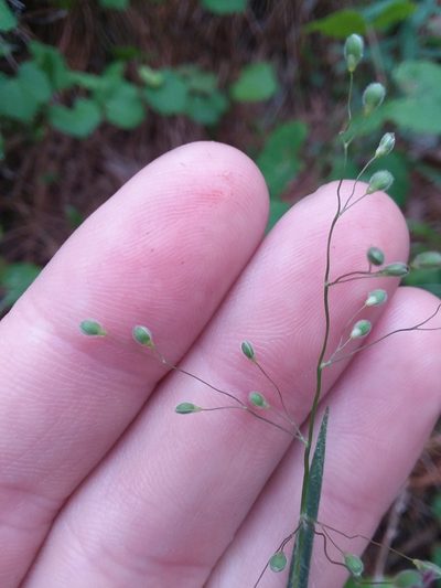 Dichanthelium consanguineum, photographed by Will McFarland