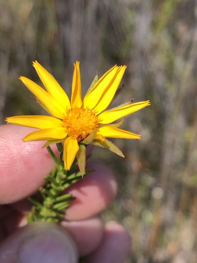 Osteospermum glabrum, photographed by Dave U