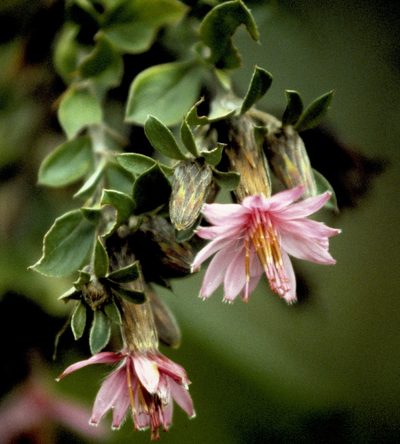 Barnadesia arborea, photographed by desertnaturalist