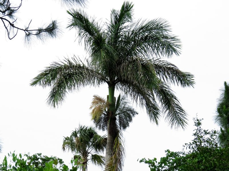 Roystonea regia, photographed by Pete Grannis