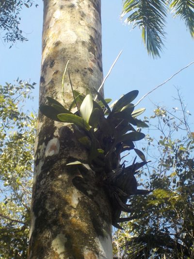 Myrmecophila thomsoniana, photographed by Rose Zappa