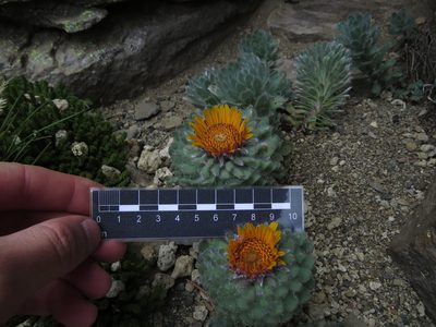 Chaetanthera villosa, photographed by Nicolás Lavandero