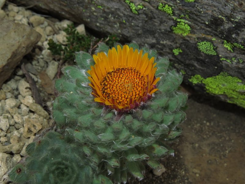 Chaetanthera villosa, photographed by Nicolás Lavandero