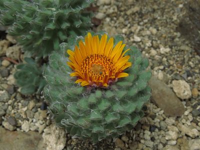 Chaetanthera villosa, photographed by Nicolás Lavandero