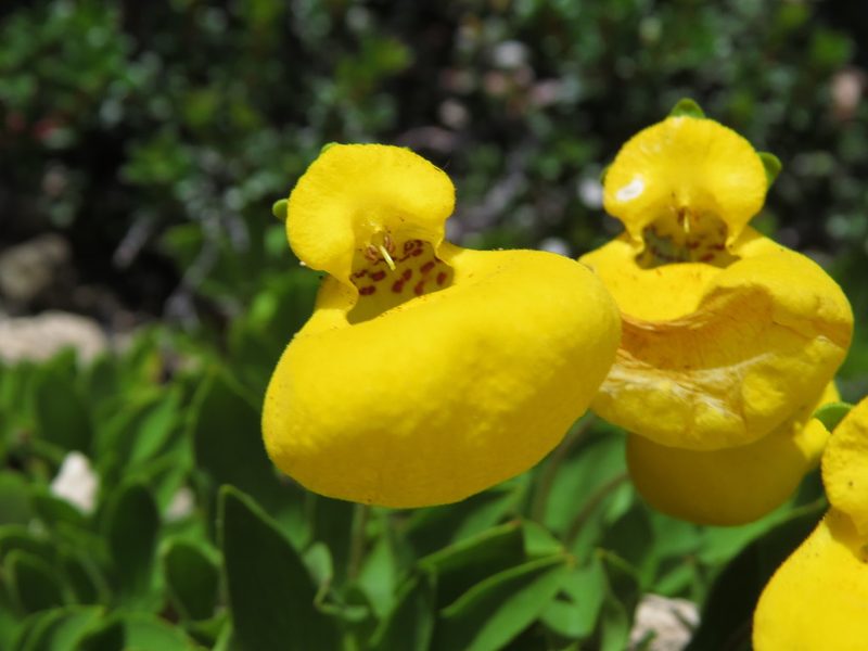 Calceolaria pennellii, photographed by Nicolás Lavandero
