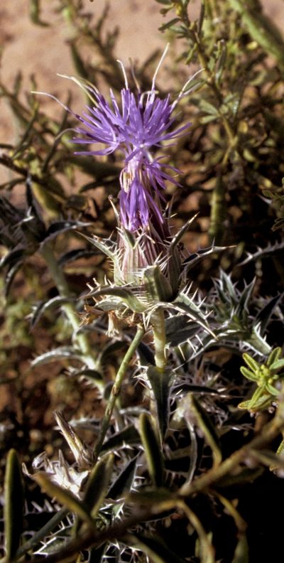 Carduncellus duvauxii, photographed by desertnaturalist
