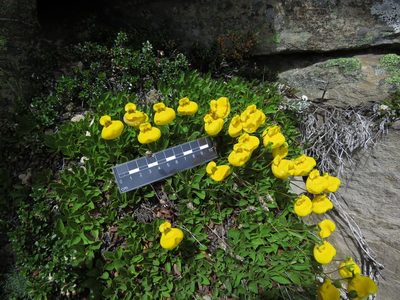 Calceolaria pennellii, photographed by Nicolás Lavandero