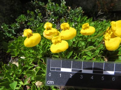 Calceolaria pennellii, photographed by Nicolás Lavandero