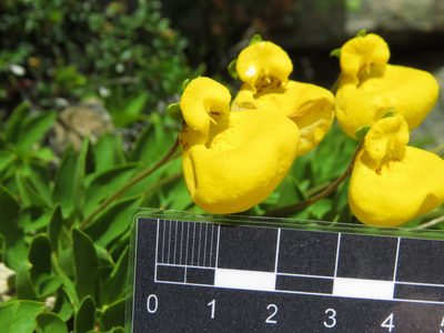 Calceolaria pennellii, photographed by Nicolás Lavandero