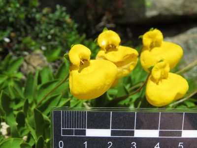 Calceolaria pennellii, photographed by Nicolás Lavandero