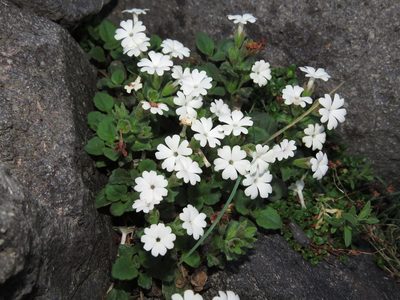 Ourisia fragrans, photographed by Nicolás Lavandero
